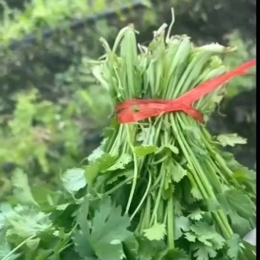 大叶粗跟香菜