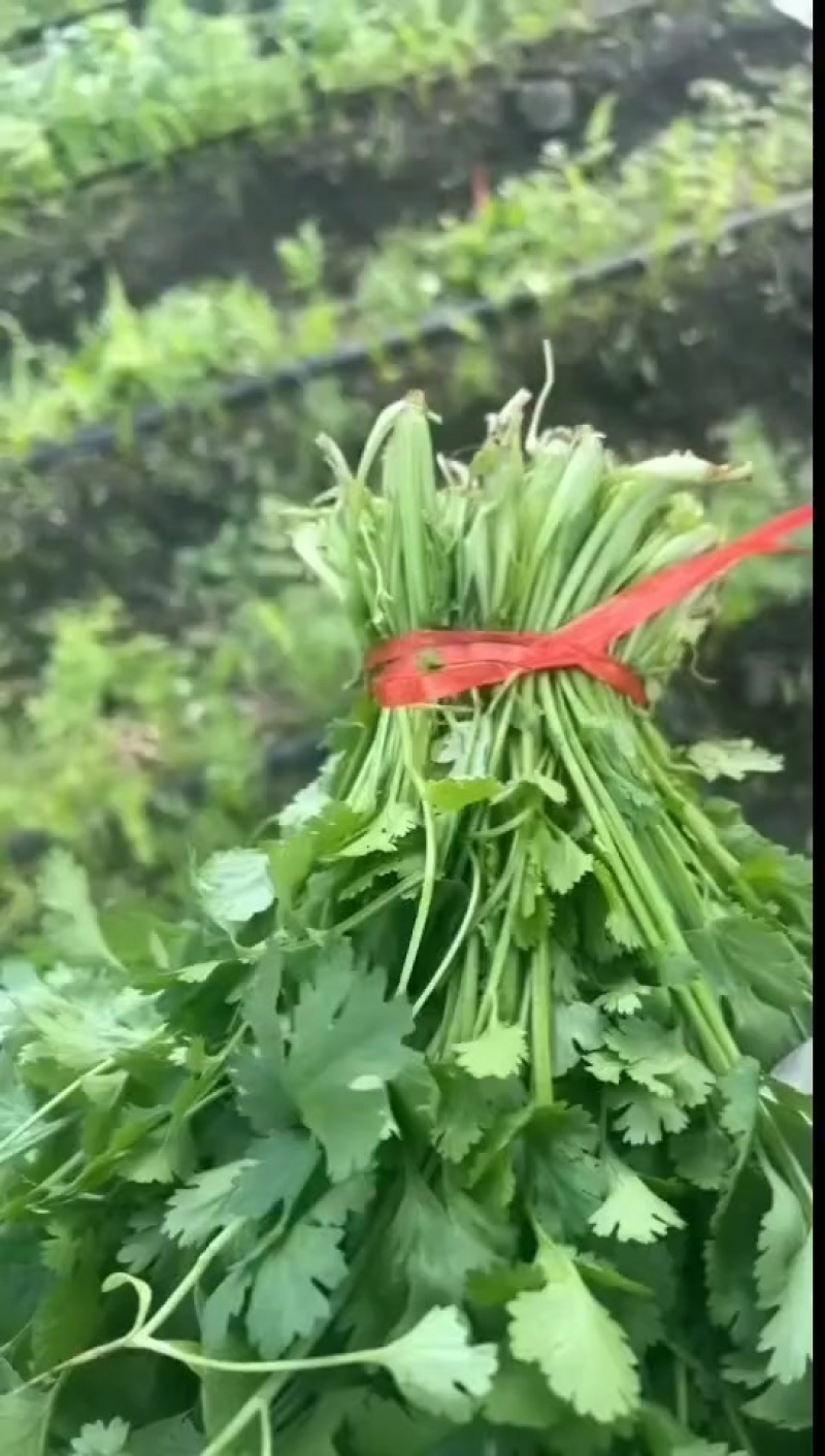 大叶粗跟香菜