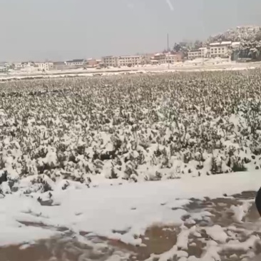 油茶苗