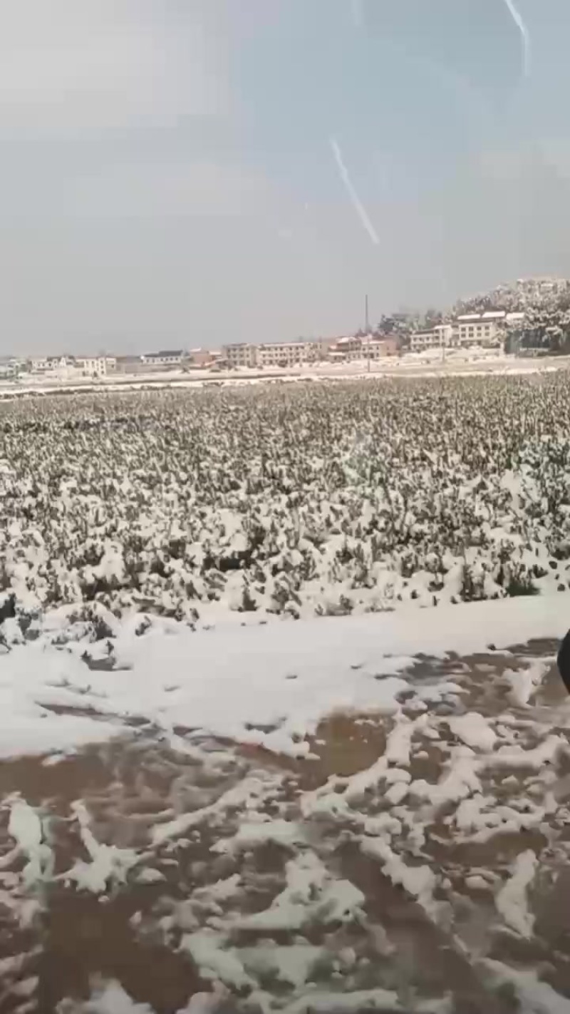 油茶苗