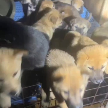批发小**苗，有需要的联系我