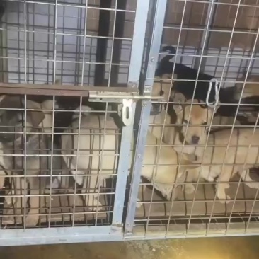 大量批发小**，没有需要的来.六斤到七斤左右的，80块钱一条