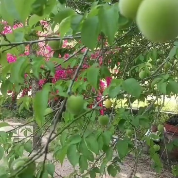 青梅子