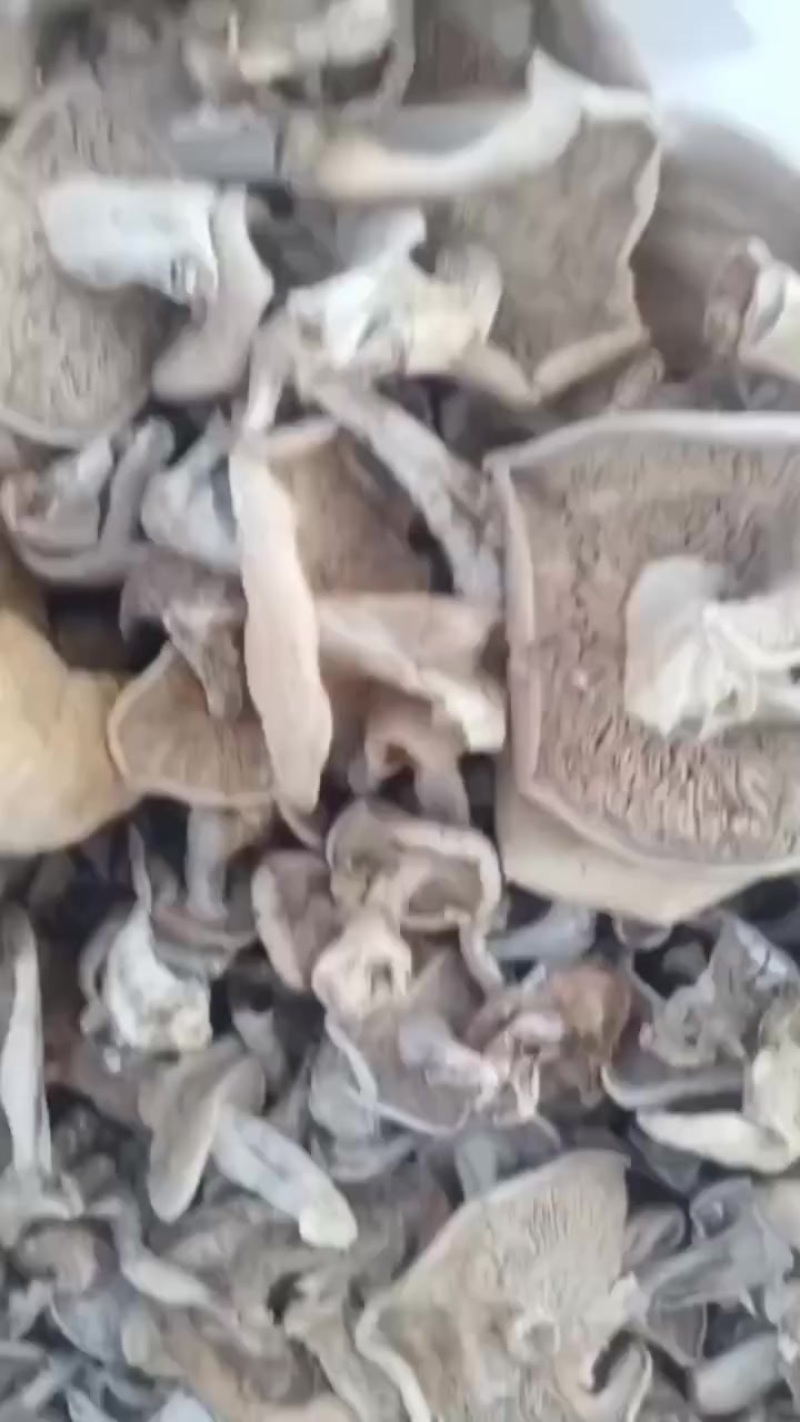 野生紫花脸蘑菇