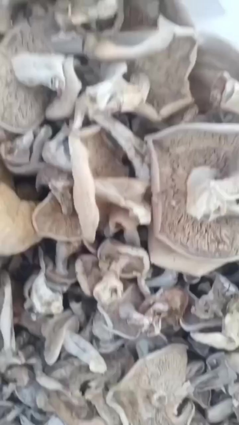野生紫花脸蘑菇