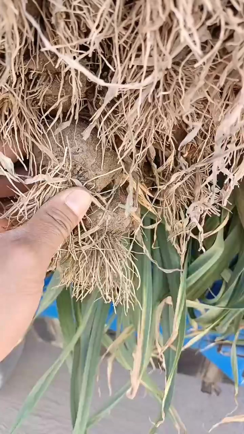 大蒜，把蒜