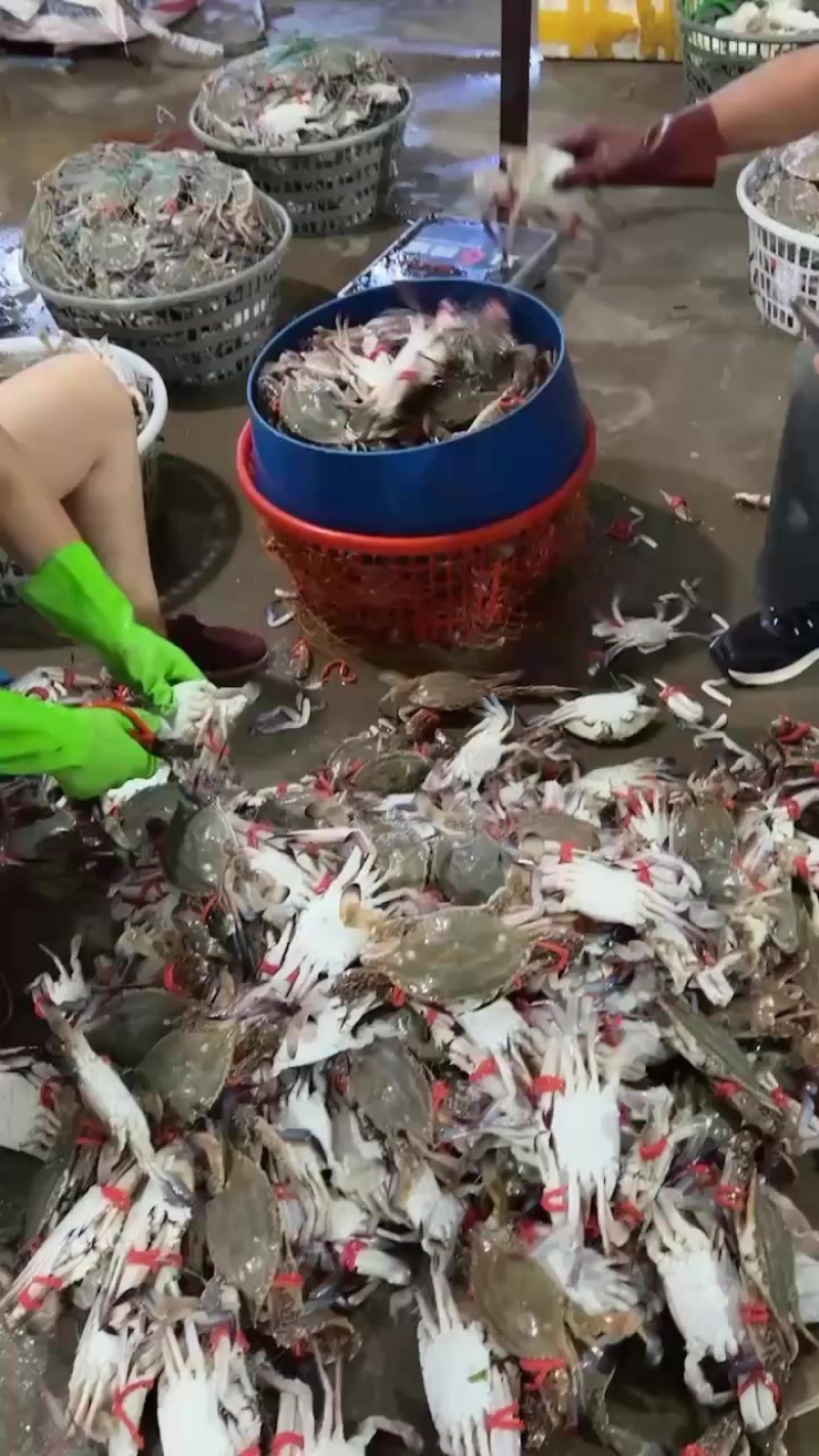 连云港鲜活梭子蟹自助餐海鲜螃蟹远海梭子蟹飞蟹