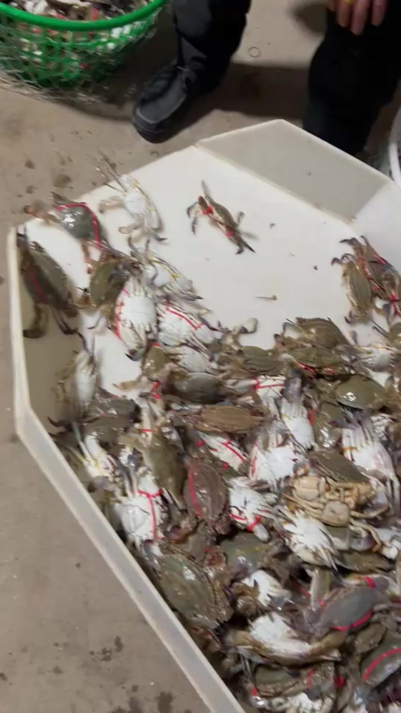 连云港鲜活梭子蟹自助餐海鲜螃蟹远海梭子蟹飞蟹
