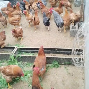 自家养的鸡