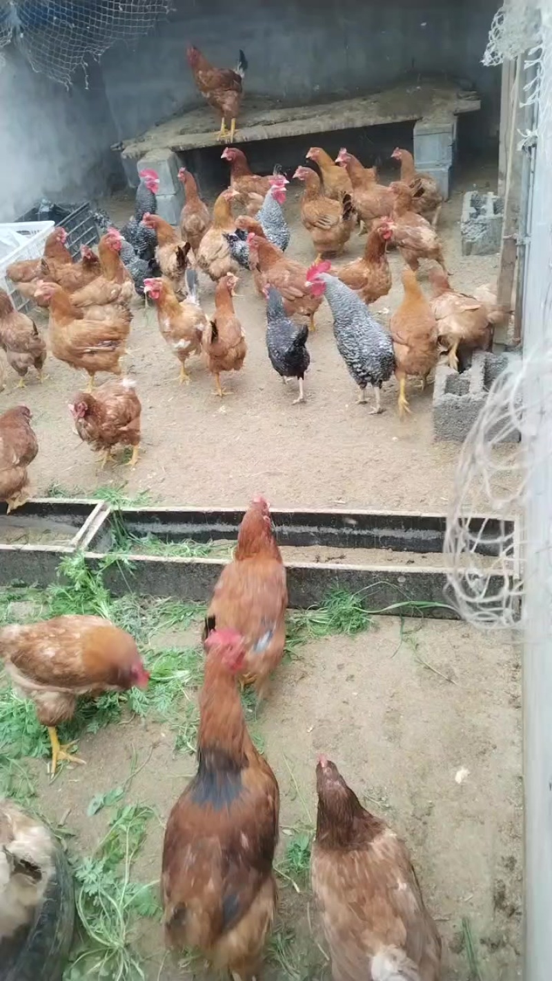 自家养的鸡