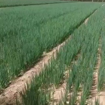 河南小葱苗