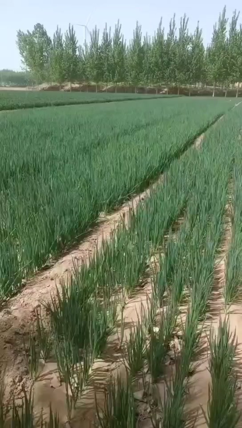 河南小葱苗