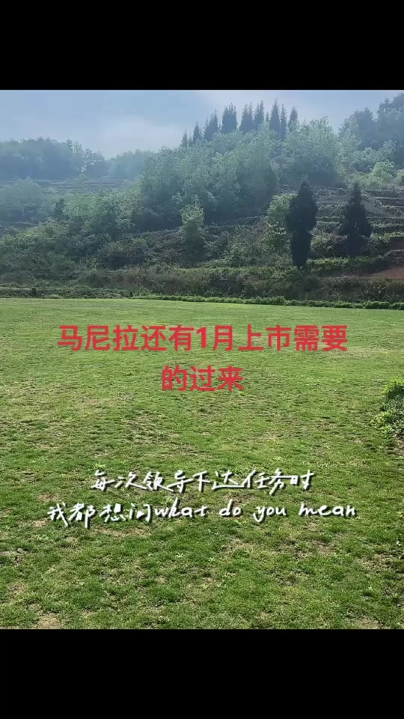 马尼拉草皮，混播草皮