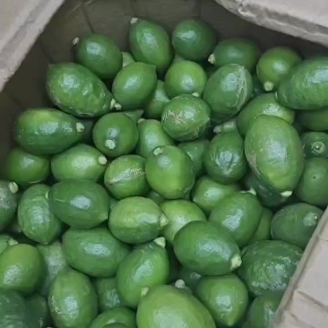 广东香水柠檬