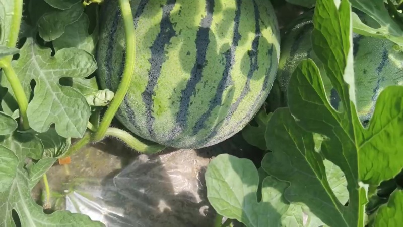 夏邑无籽美都，嘉年华711大量上市质量三包全国发货