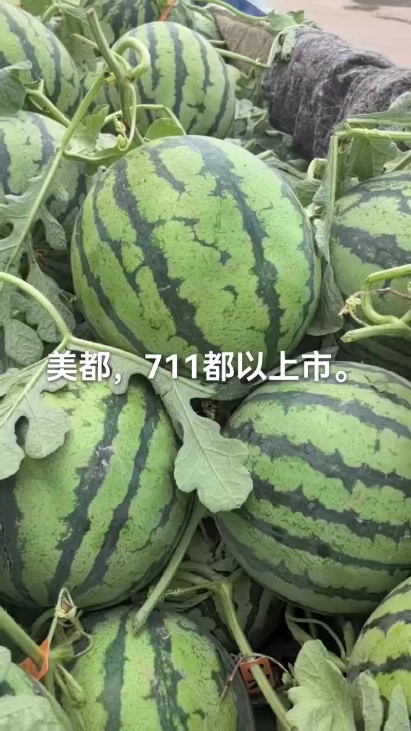 夏邑无籽美都，嘉年华711大量上市质量三包全国发货