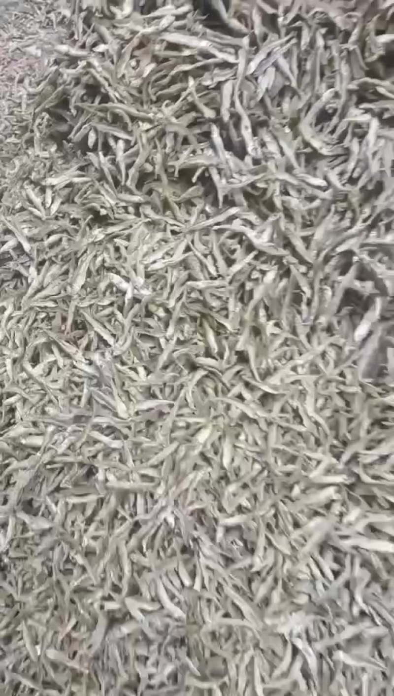 水煮小公鱼，十成干，湖南益阳资阳区超群农副产品批发部需要