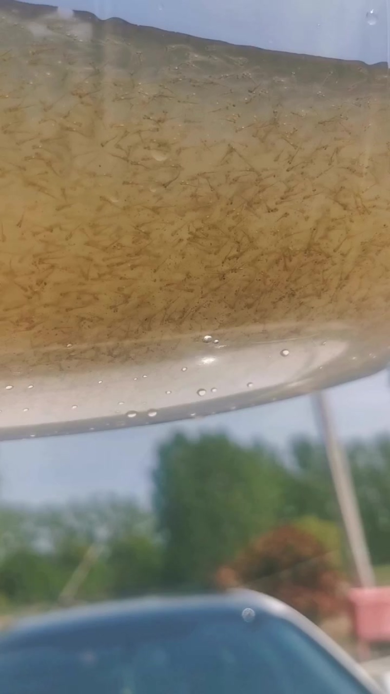 优质花白鲢草水花，活力满满，适合做种苗也可以用于饵料鱼。