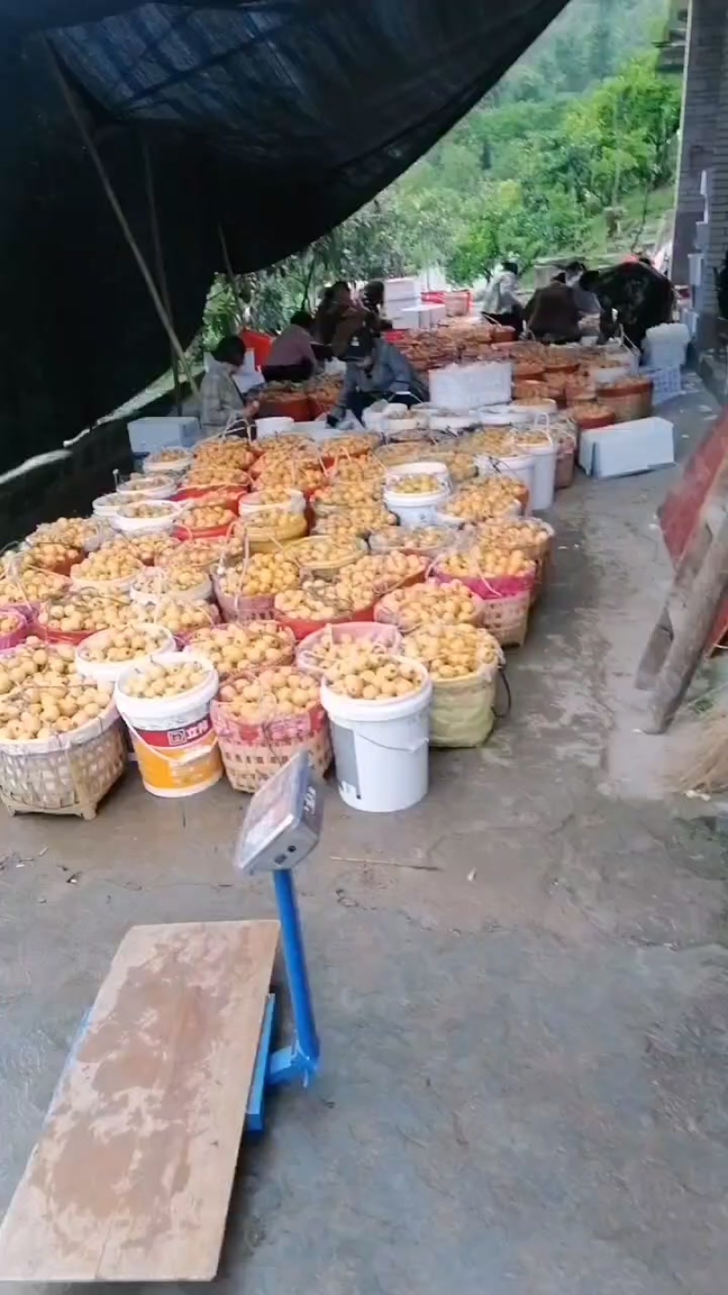 五星枇杷