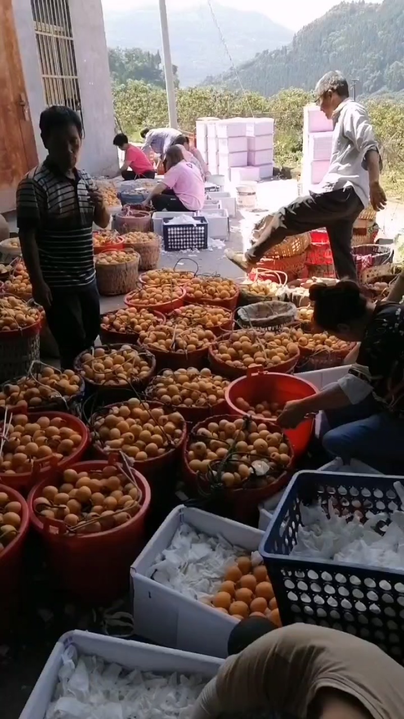 五星枇杷