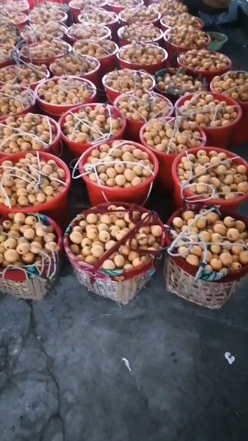 五星枇杷