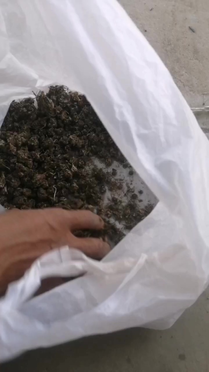 貓爪草
