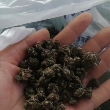 貓爪草
