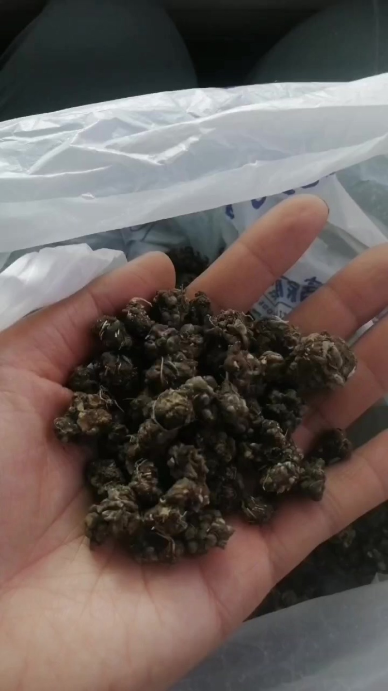 貓爪草