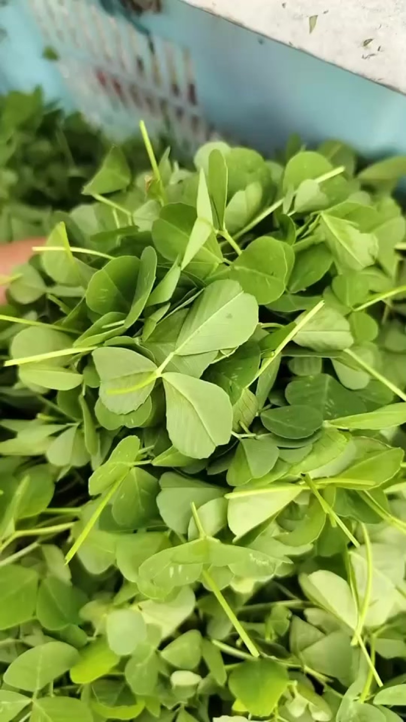 草头