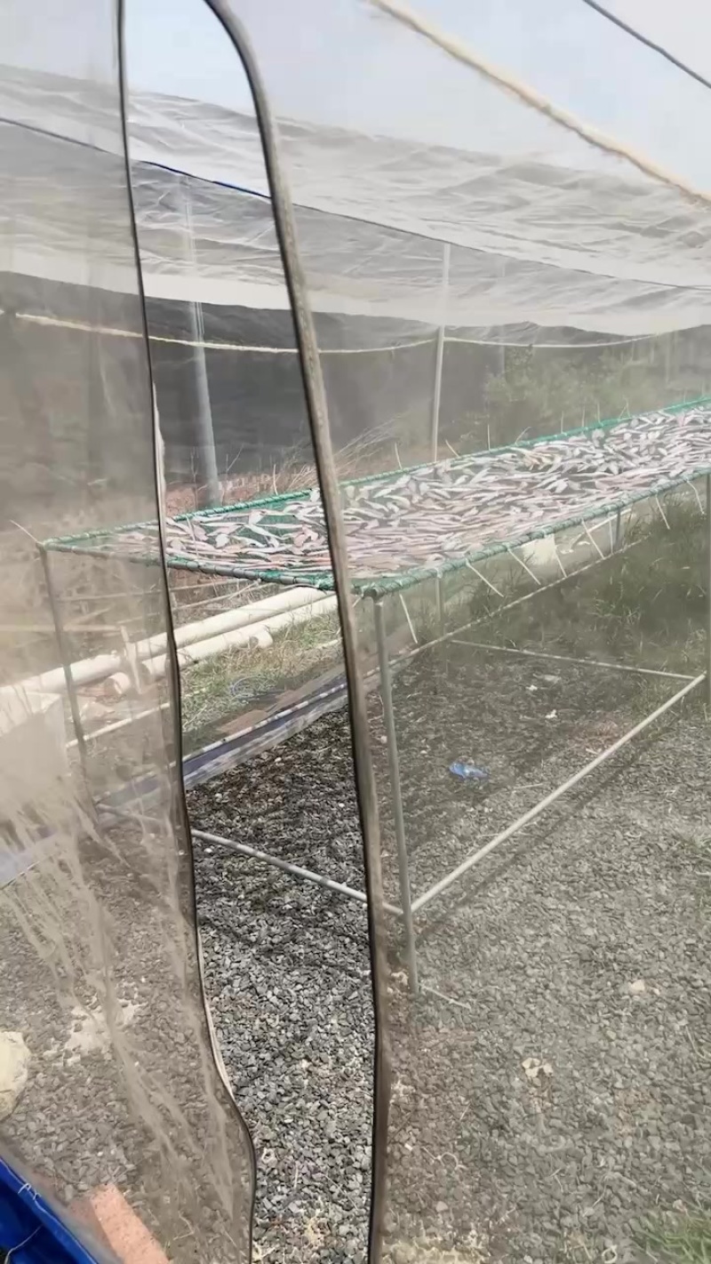 金鲳鱼产地，干货有二十多吨