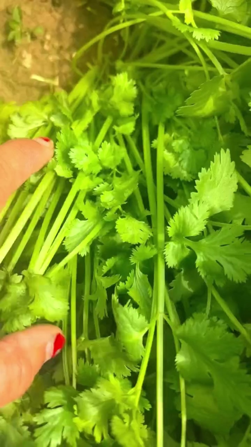 精品香菜