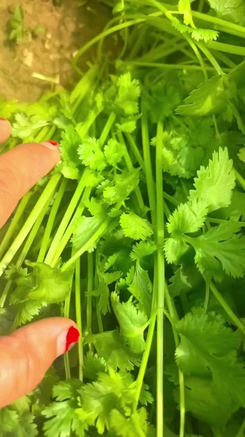 精品香菜