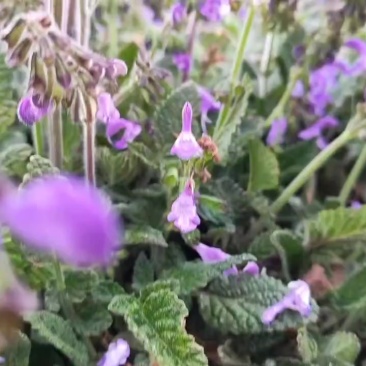 小红根