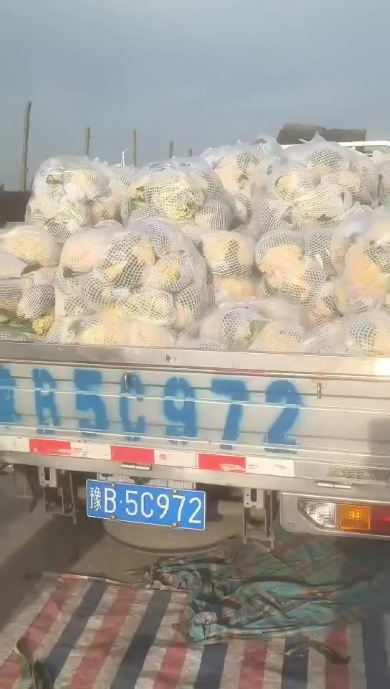 糊品散花