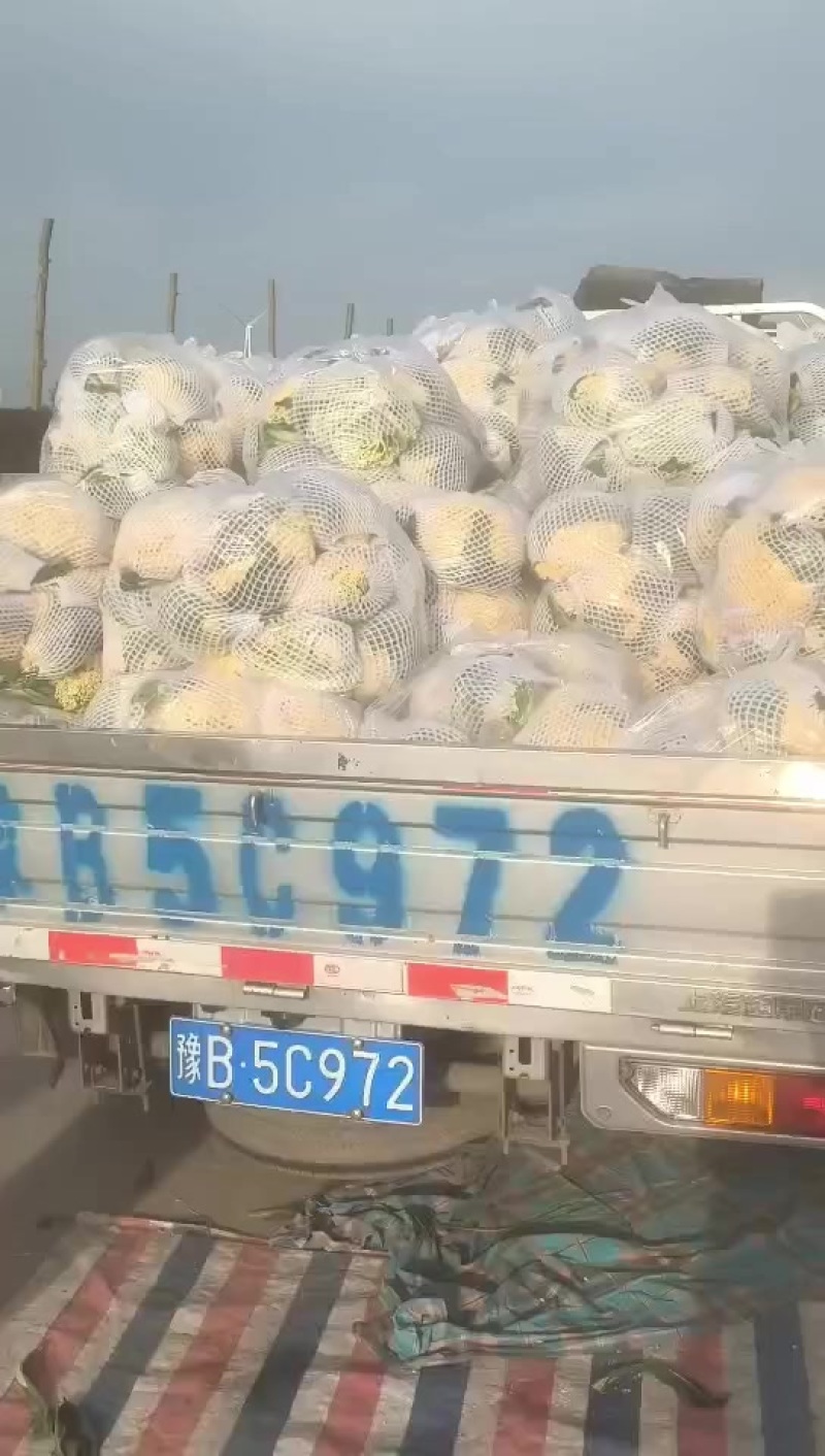 糊品散花