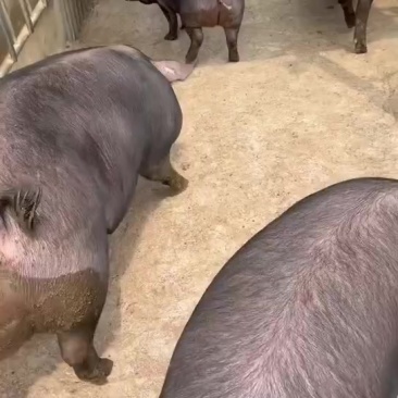 深圳市黑土猪边肉批发