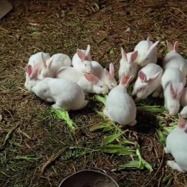 自家养的肉兔