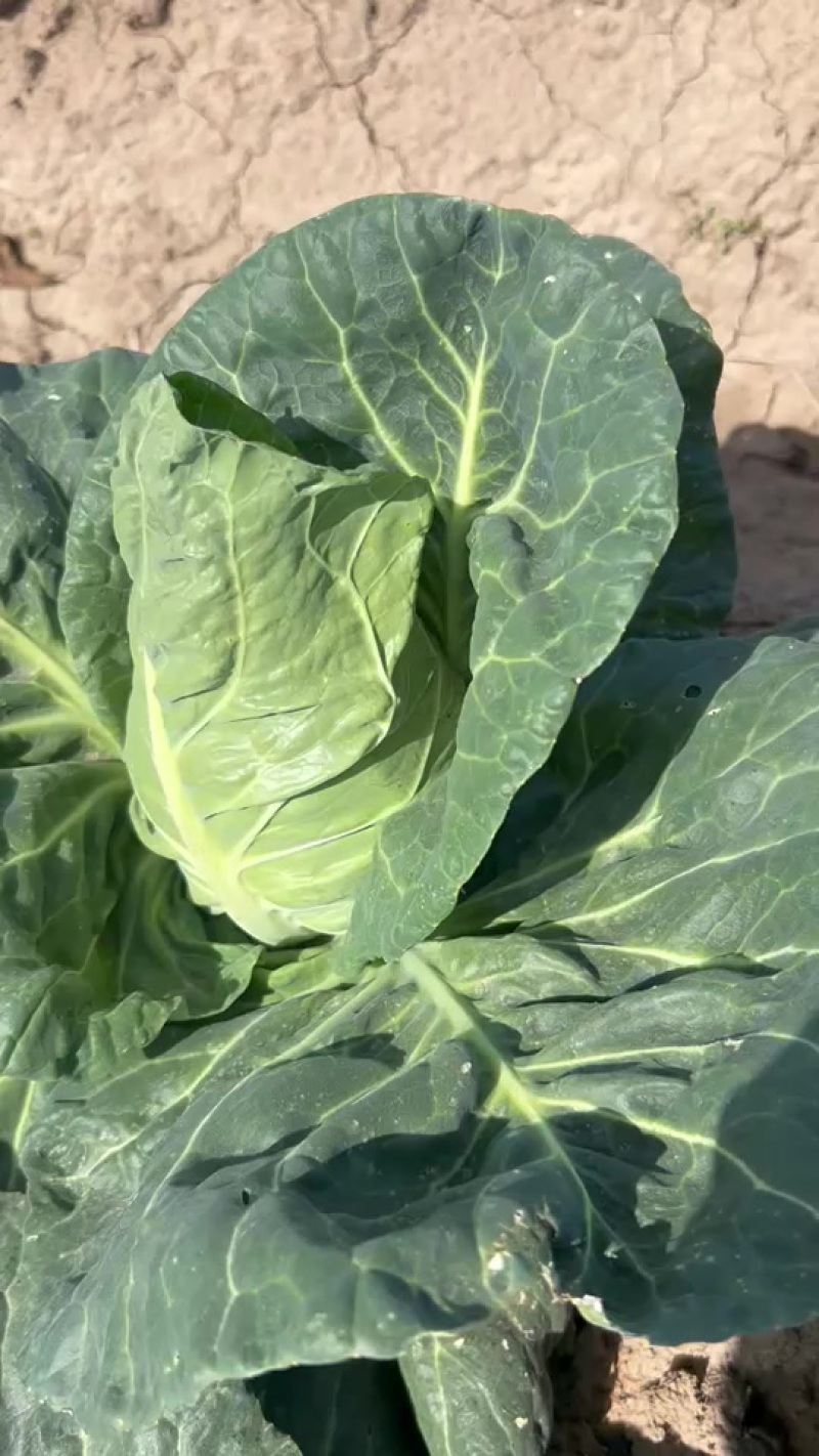 牛心菜