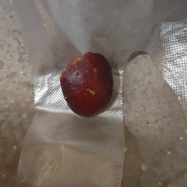 鸡宝