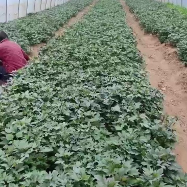 二代小花叶紫薯苗。