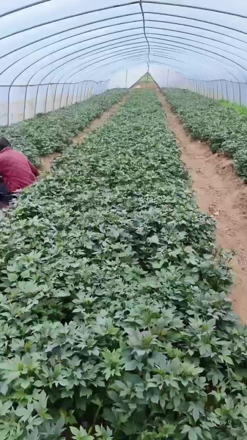 二代小花叶紫薯苗。