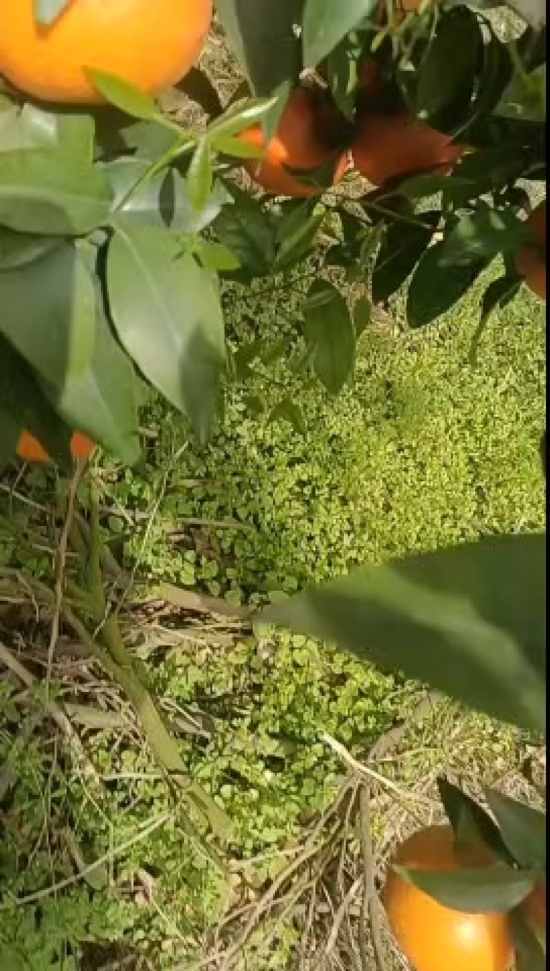 云南沃柑
