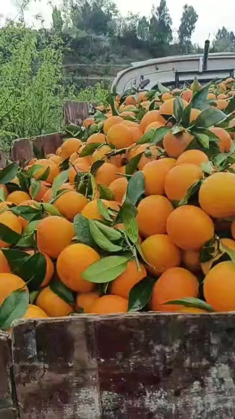 云南沃柑