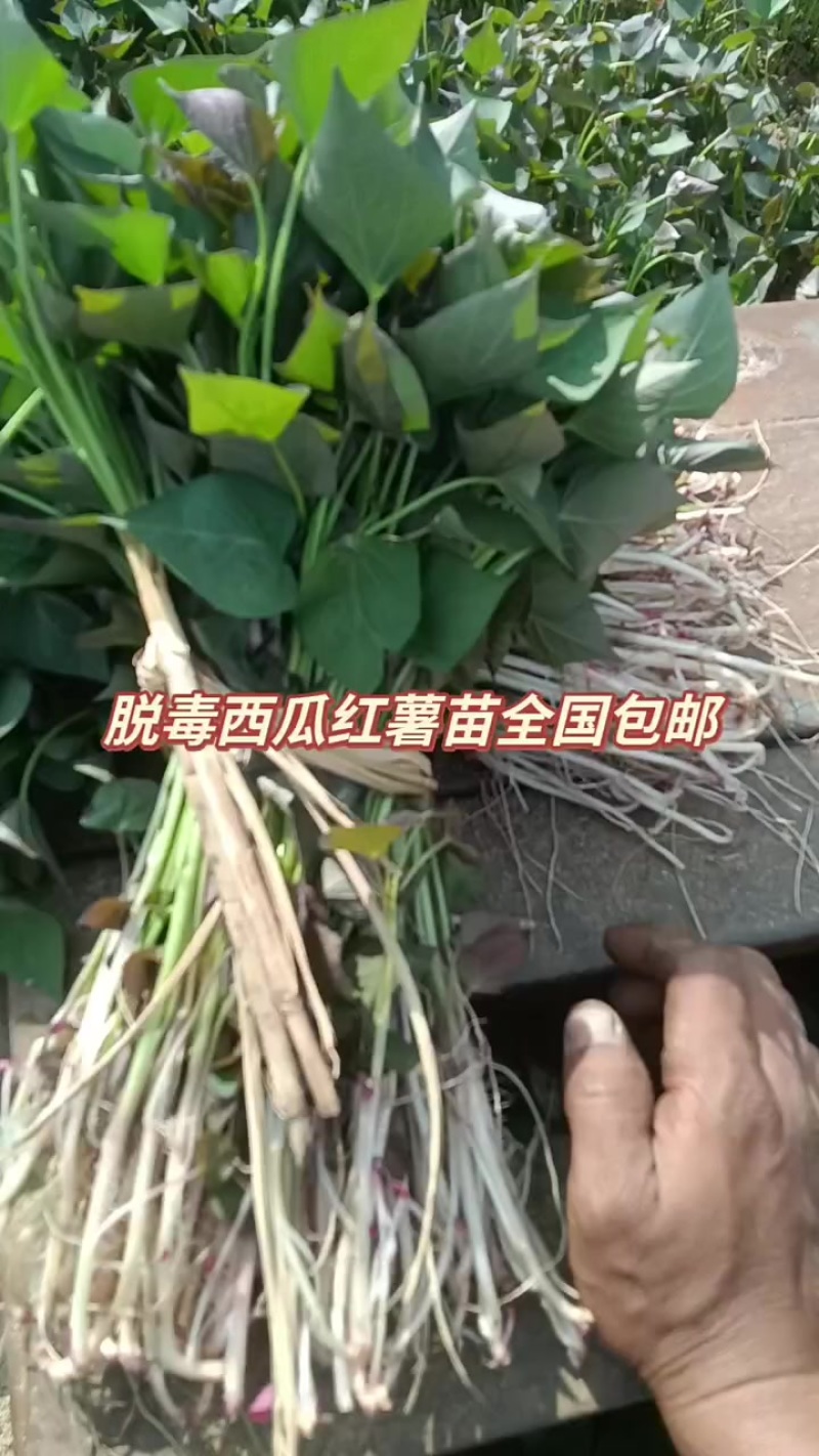 西瓜红红薯苗