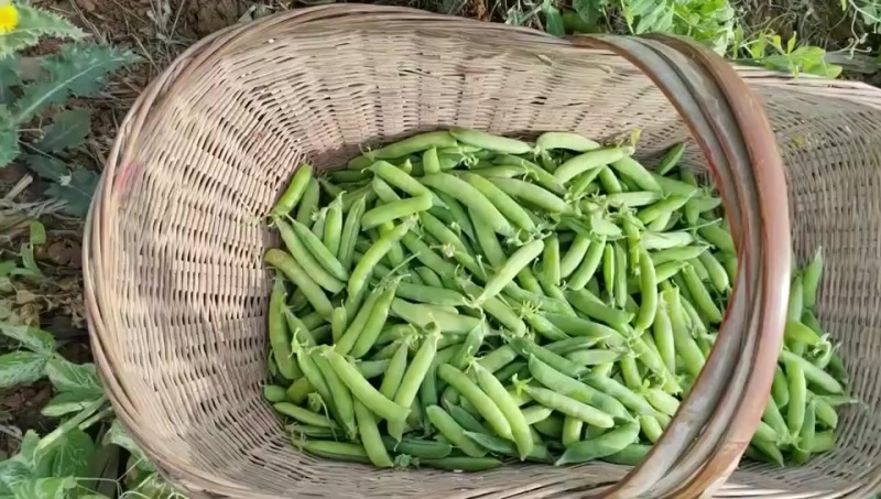 河南永城大量豌豆上市中