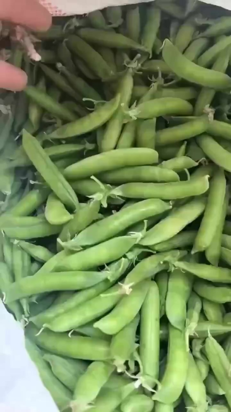 河南永城大量豌豆上市中