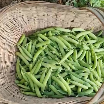 河南永城大量豌豆上市中