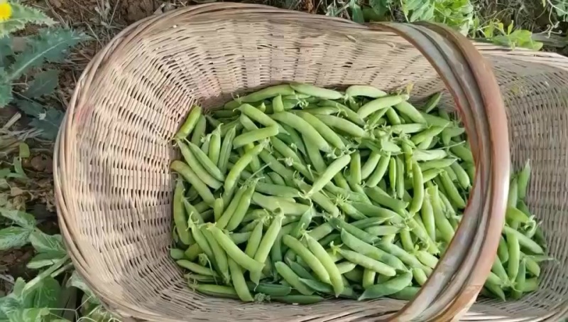 河南永城大量豌豆上市中