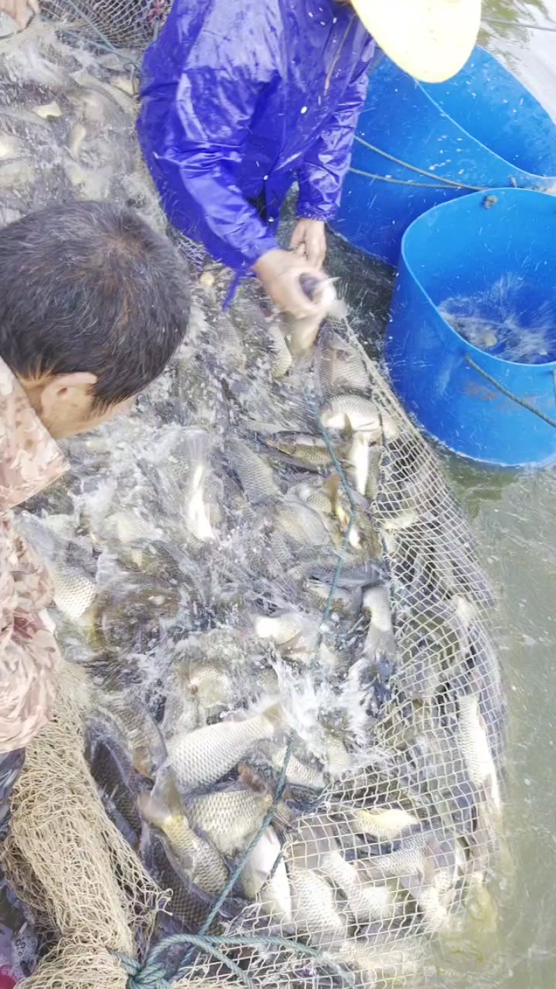 鲤鱼