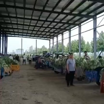 精品新农八号西瓜